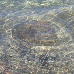 Stein im Wasser.JPG